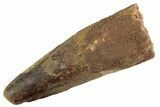 Fossil Spinosaurus Tooth - Feeding Worn Tooth #367968-1